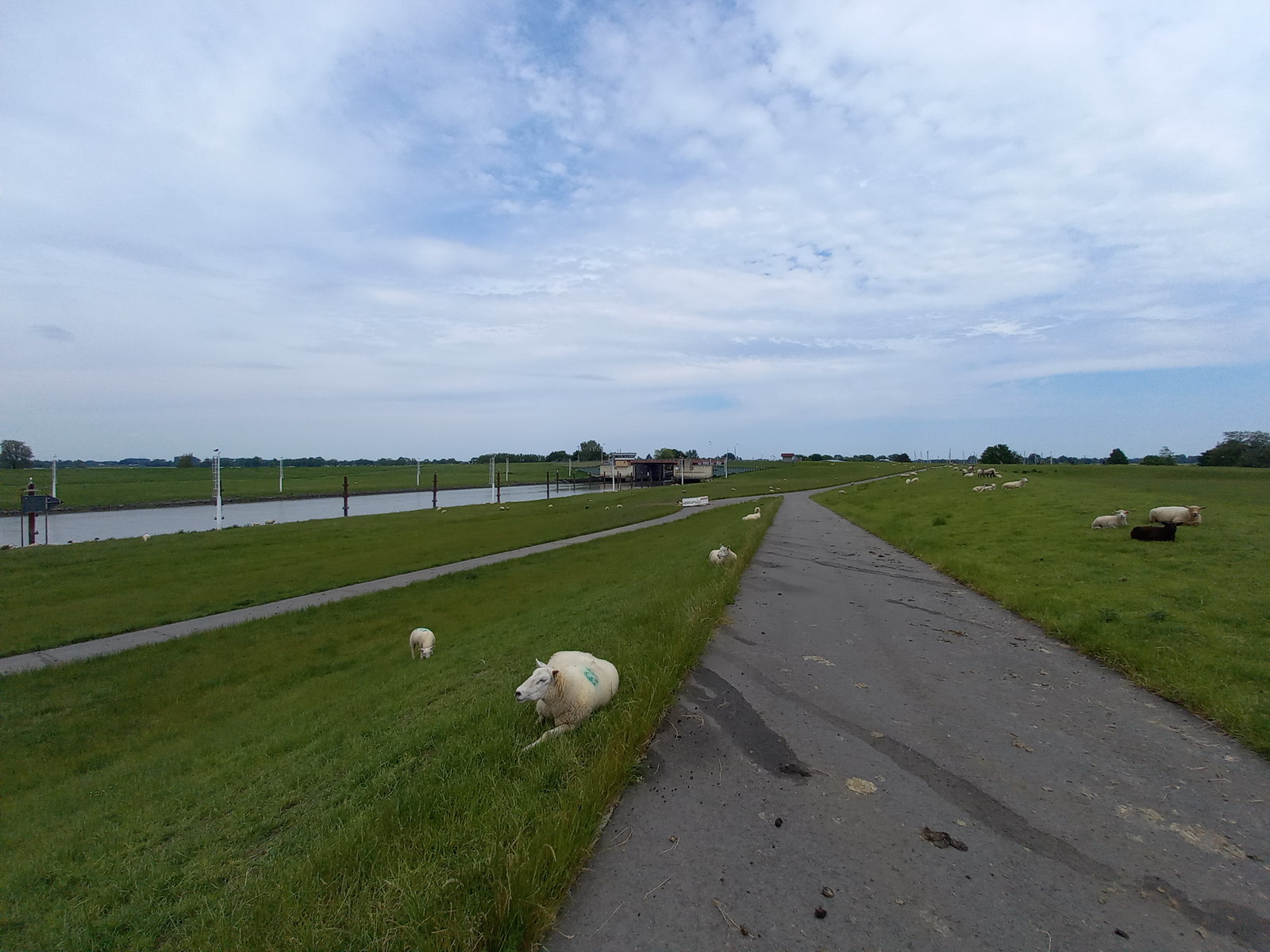 More sheep on the dyke.